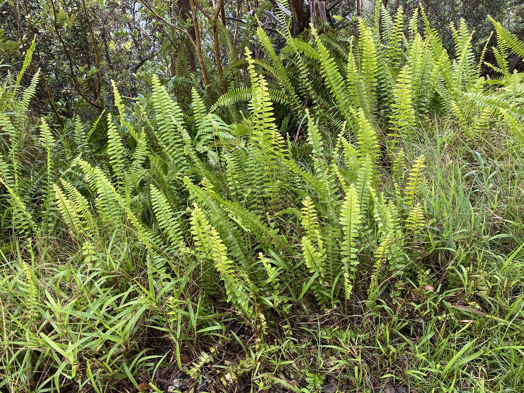 Nephrolepis exaltata